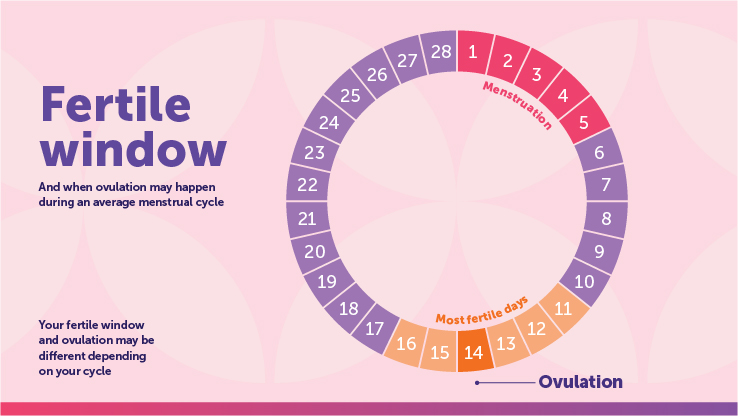 Identifying Your Fertile Window